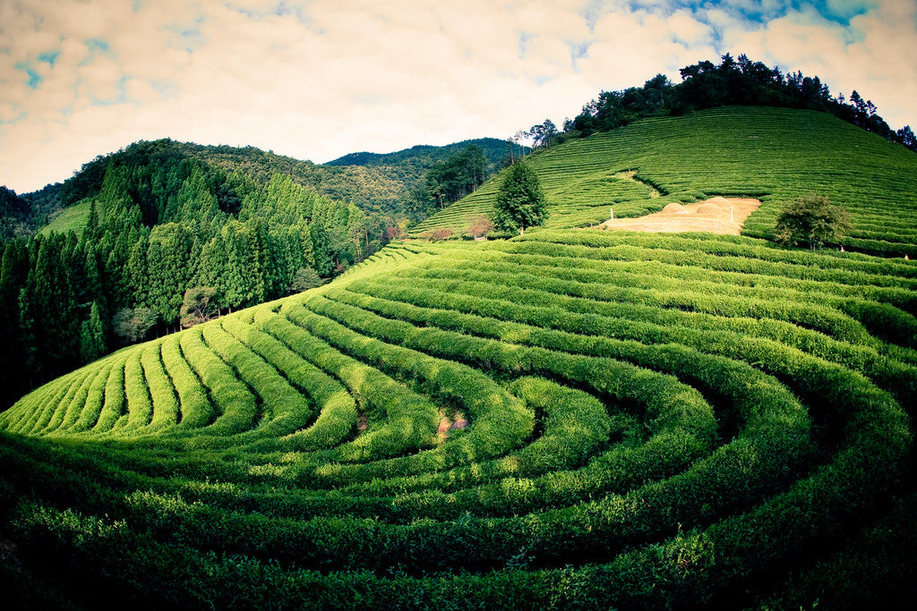 Why Most People Will Never Taste the Best Tea in the World