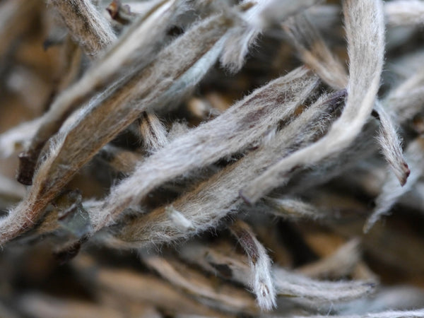 Silver Needle Tea: 100% Fluffy Tea Tips