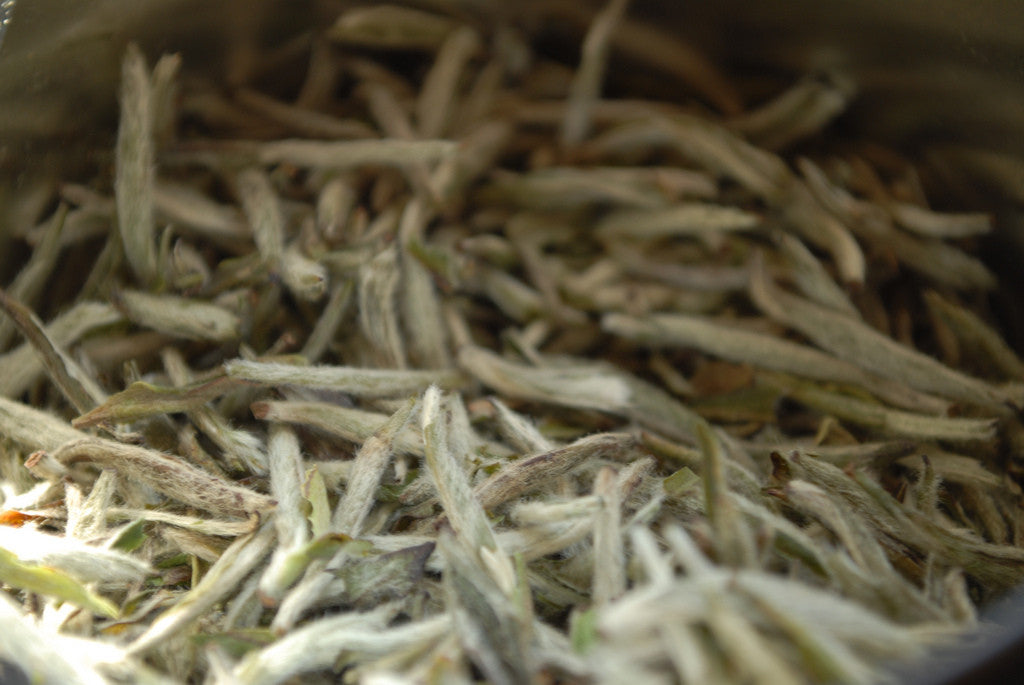 White Tea: The Basics